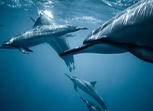 官方：麦克托米奈世界波当选意甲2月最佳进球